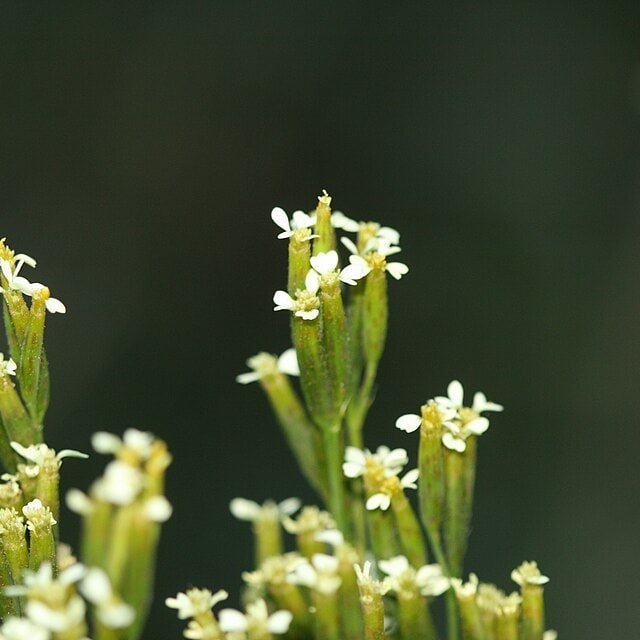 Marigold Seed