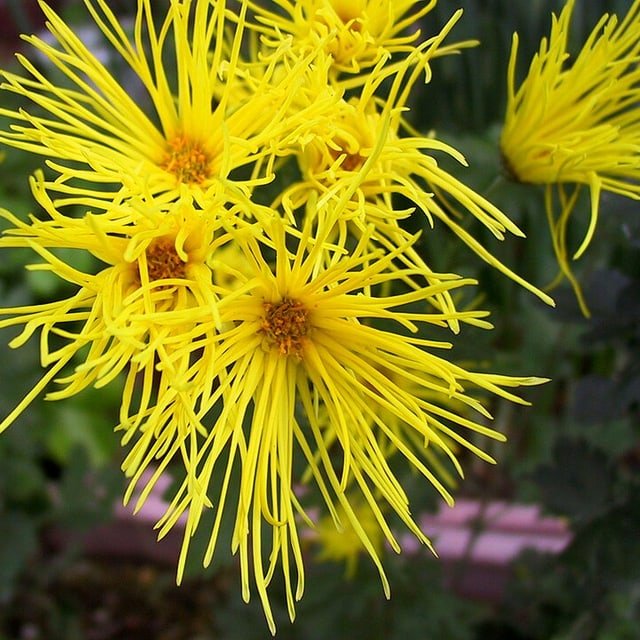 Chrysanthemum Seed
