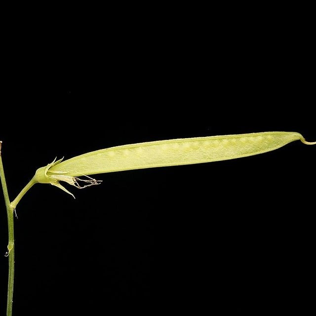 Sweet Pea Seed