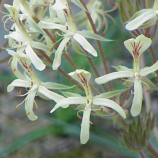Geranium Seed
