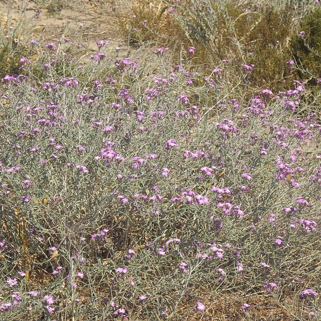 Stock Flower Seed