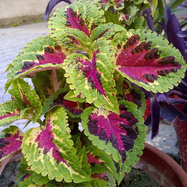 Coleus Seed