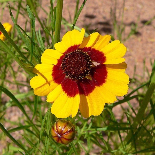 Coreopsis Seed