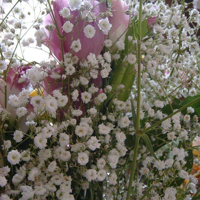 Gypsophila Seed