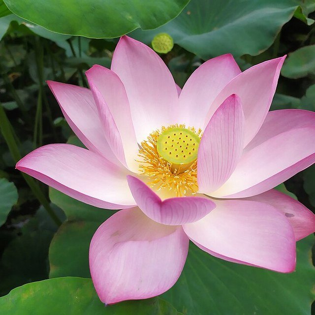 Lotus Seed for planting