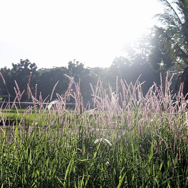 Ornamental Grass Seed