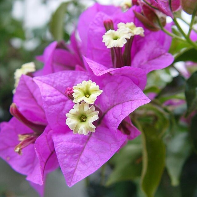Bougainvillea Seed