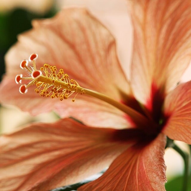 Hibiscus Seed