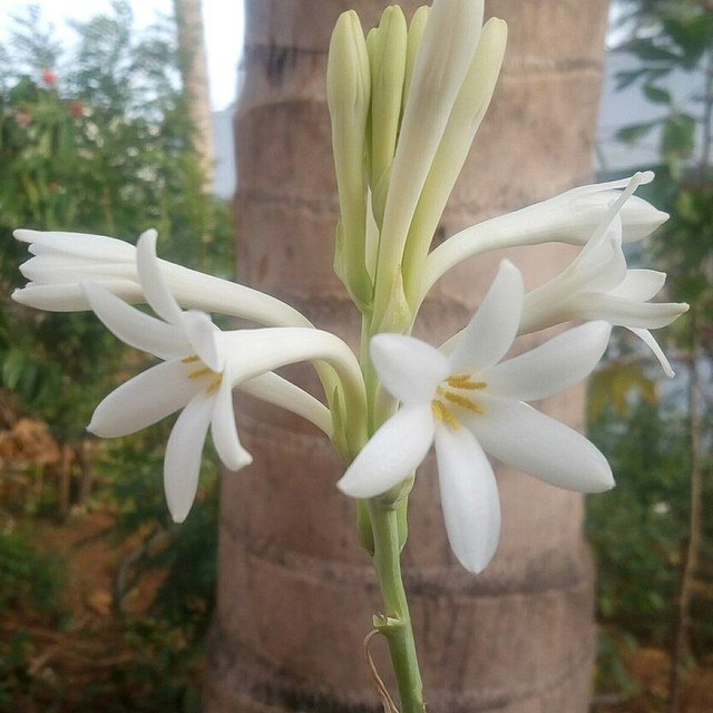Tuberose Seed