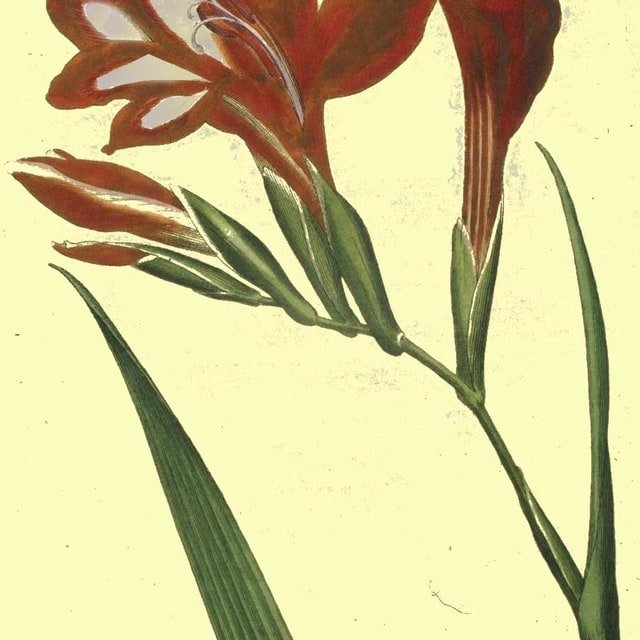 Gladiolus Seed